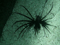   Black Lionfish inhabiting space between two concrete mooring blocks didnt mind crowd divers trying get snaps it. it  